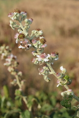 Rubus rigidus