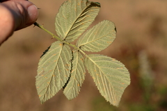 Rubus rigidus