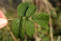 Rubus rigidus
