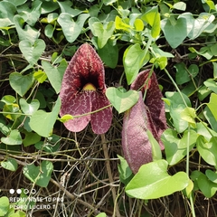 Aristolochia littoralis