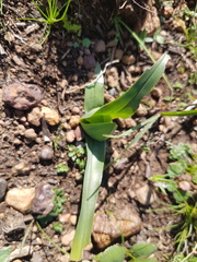 Colchicum eucomoides