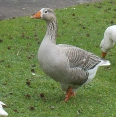Anser anser domesticus