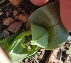 Colchicum eucomoides