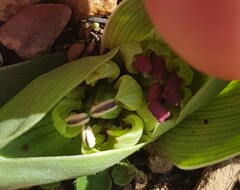 Colchicum eucomoides