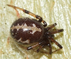 Steatoda paykulliana