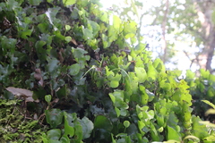 Hymenophyllum nephrophyllum