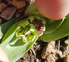 Colchicum eucomoides