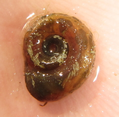 Biomphalaria pfeifferi