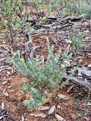 Vittadinia dissecta hirta