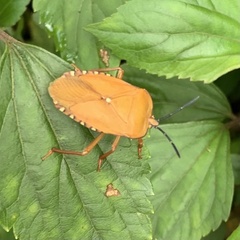 Tessaratoma papillosa