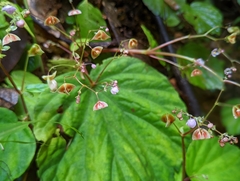 Begonia glabra