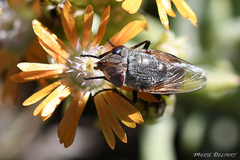 Rhyncomya paradoxa