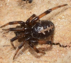 Steatoda paykulliana