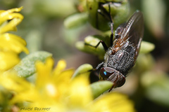 Rhyncomya paradoxa