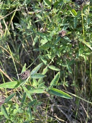 Trifolium alpestre