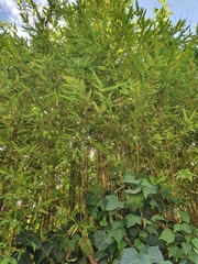 Bambusoideae