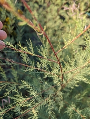Tamarix chinensis