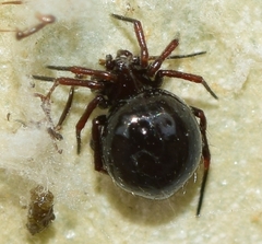 Euryopis episinoides