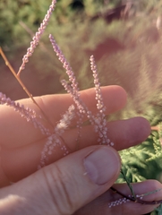 Tamarix chinensis