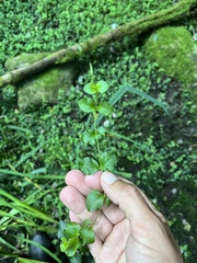 Lysimachia nummularia