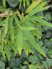 Bambusoideae