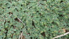 Euphorbia serpens