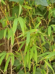 Bambusoideae