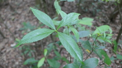 Sarcandra glabra