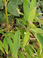 Bambusoideae