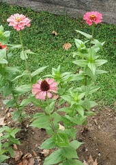 Zinnia elegans