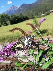 Papilio machaon