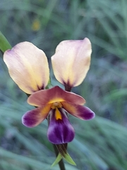Diuris