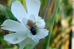 Thricops semicinereus