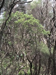 Brachyglottis pentacopa