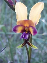 Diuris