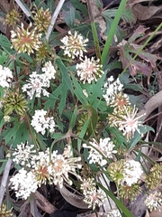 Trachymene composita