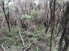 Brachyglottis pentacopa