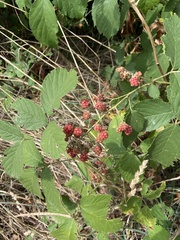 Rubus creticus