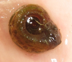 Biomphalaria pfeifferi