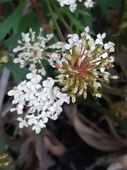 Trachymene composita