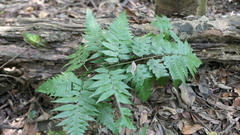 Diplazium taiwanense
