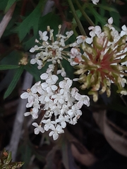 Trachymene composita