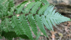 Diplazium taiwanense