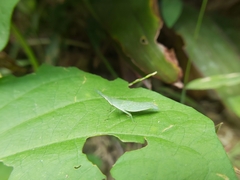 Atractomorpha sinensis