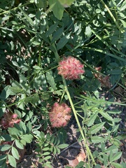 Glycyrrhiza echinata