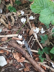 Cyclamen hederifolium