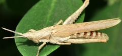 Pyrgomorpha conica