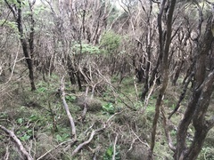 Brachyglottis pentacopa