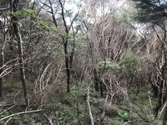 Brachyglottis pentacopa