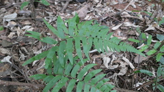 Microlepia marginata